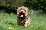 NORFOLK TERRIER 082